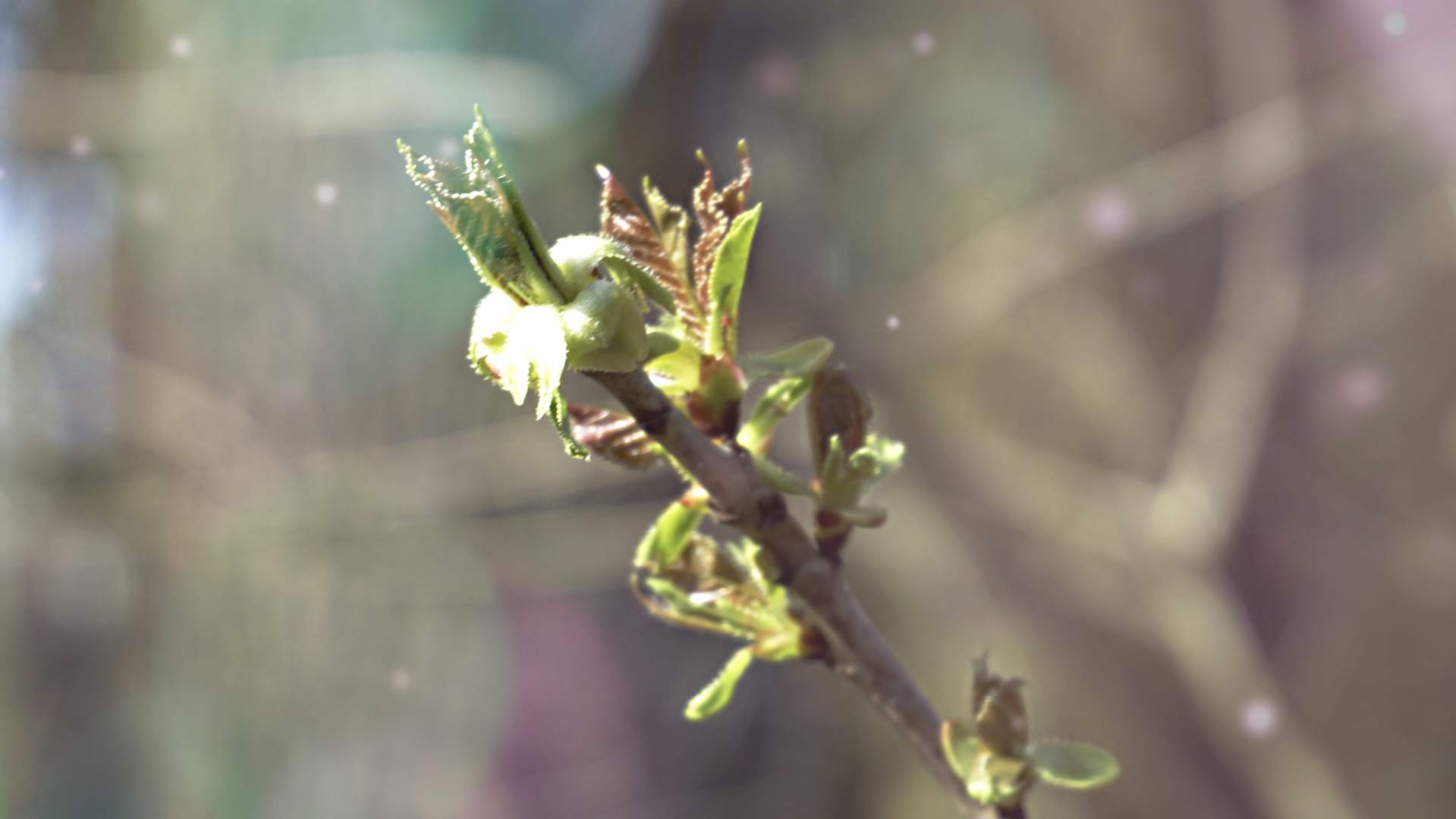 Frühling