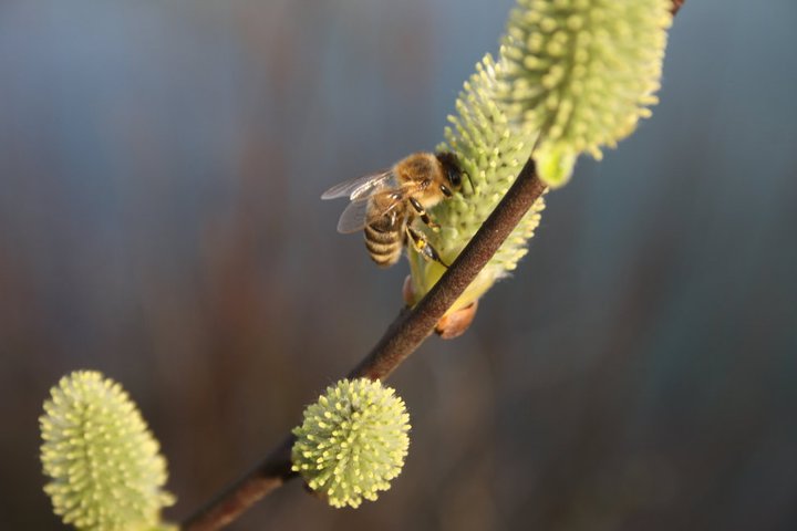 Frühling :)