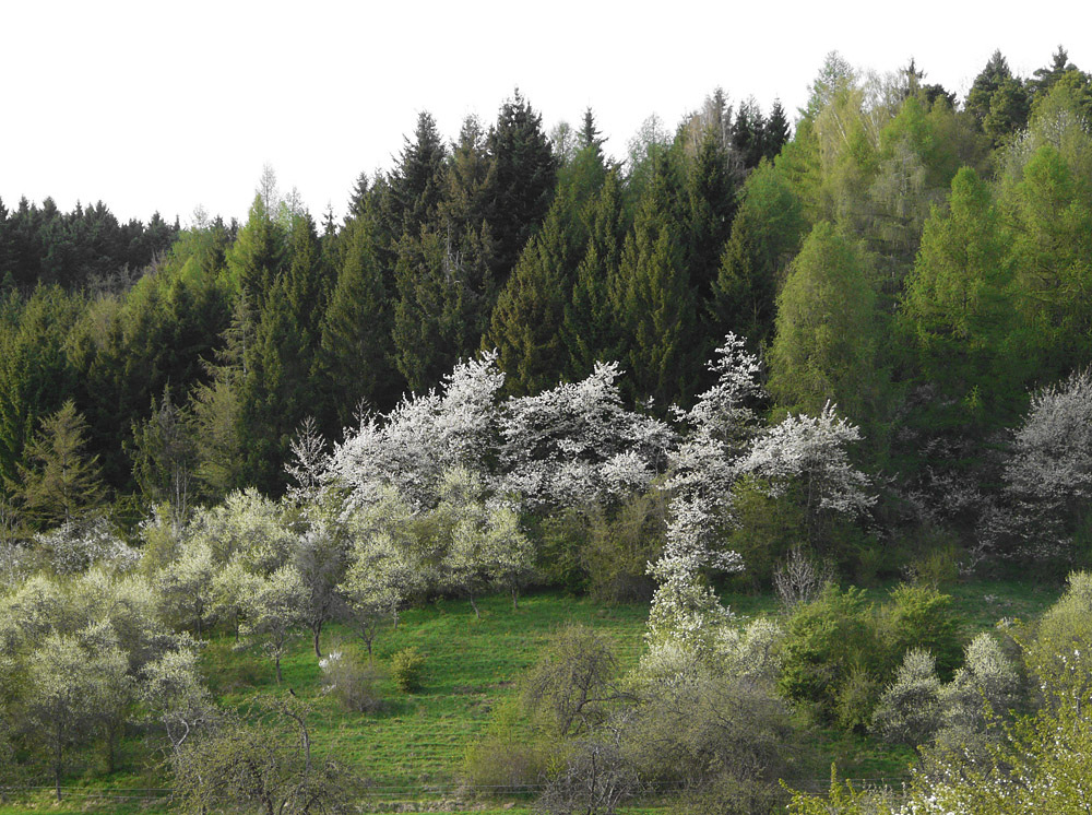 Frühling