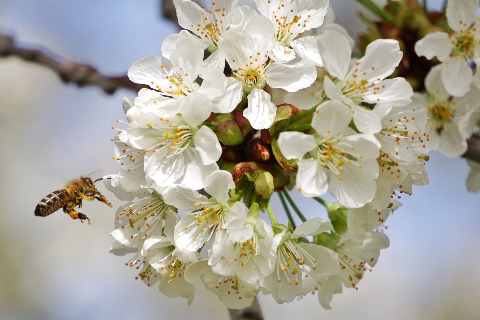 Frühling