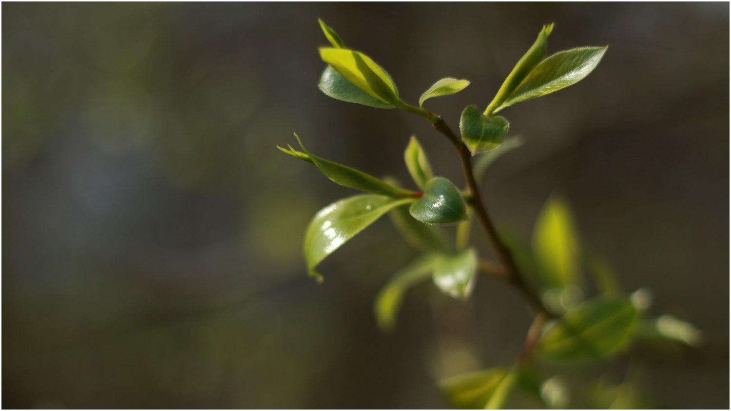 Frühling