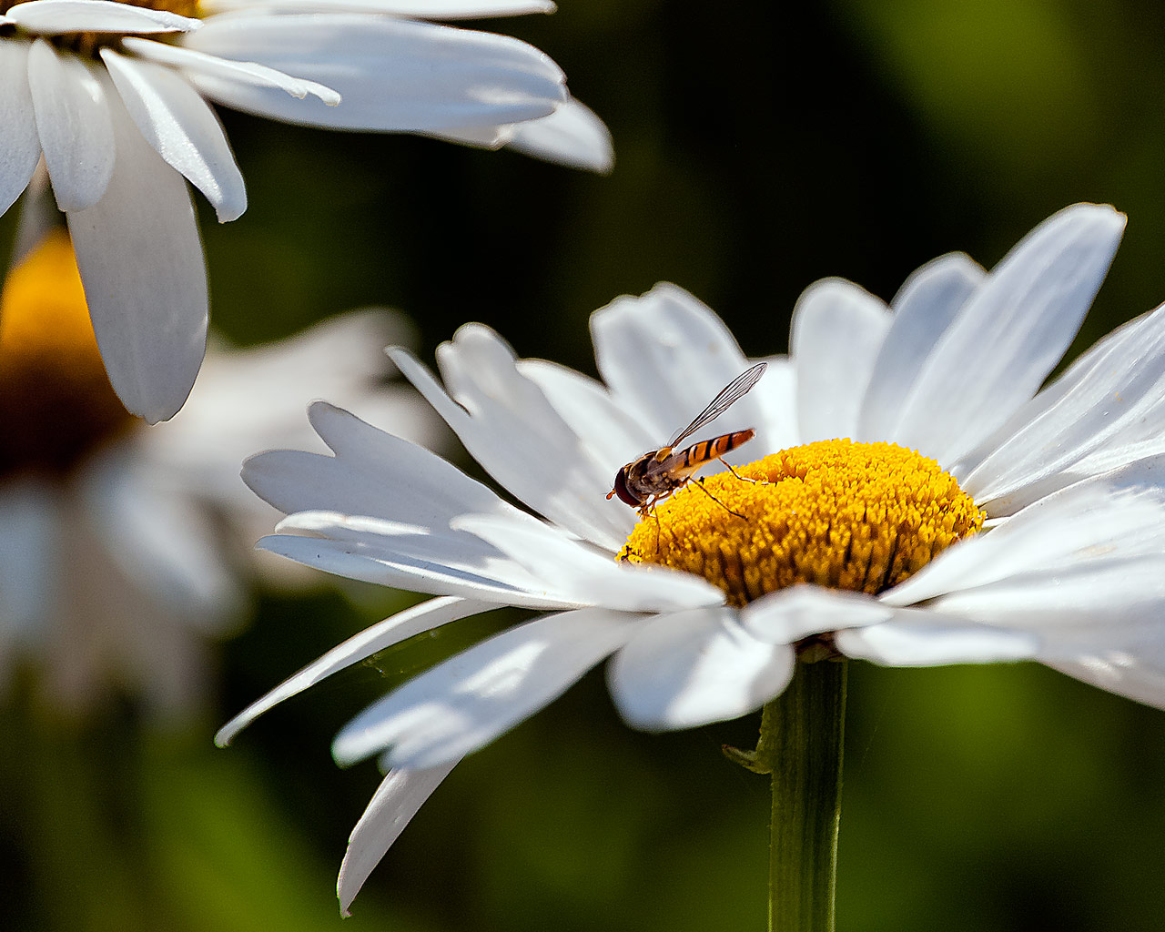 Frühling...