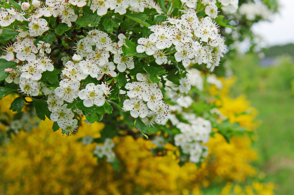 Frühling , ...