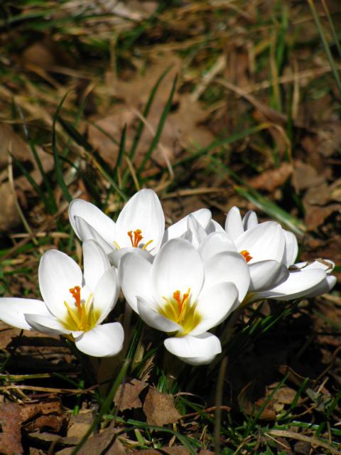 frühling