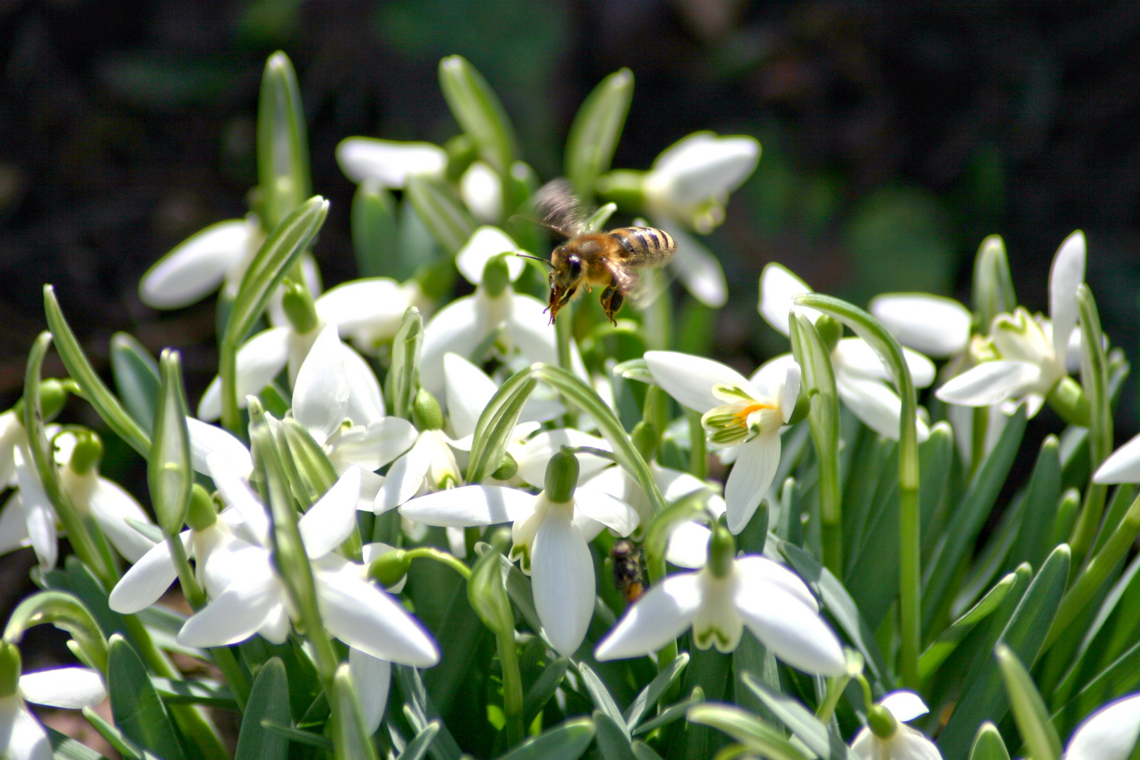 Frühling