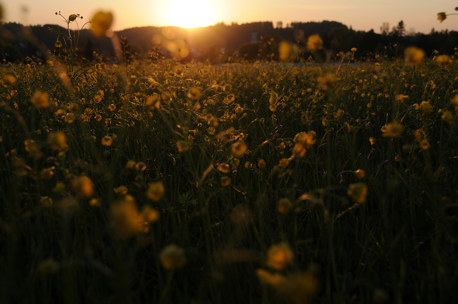 Frühling