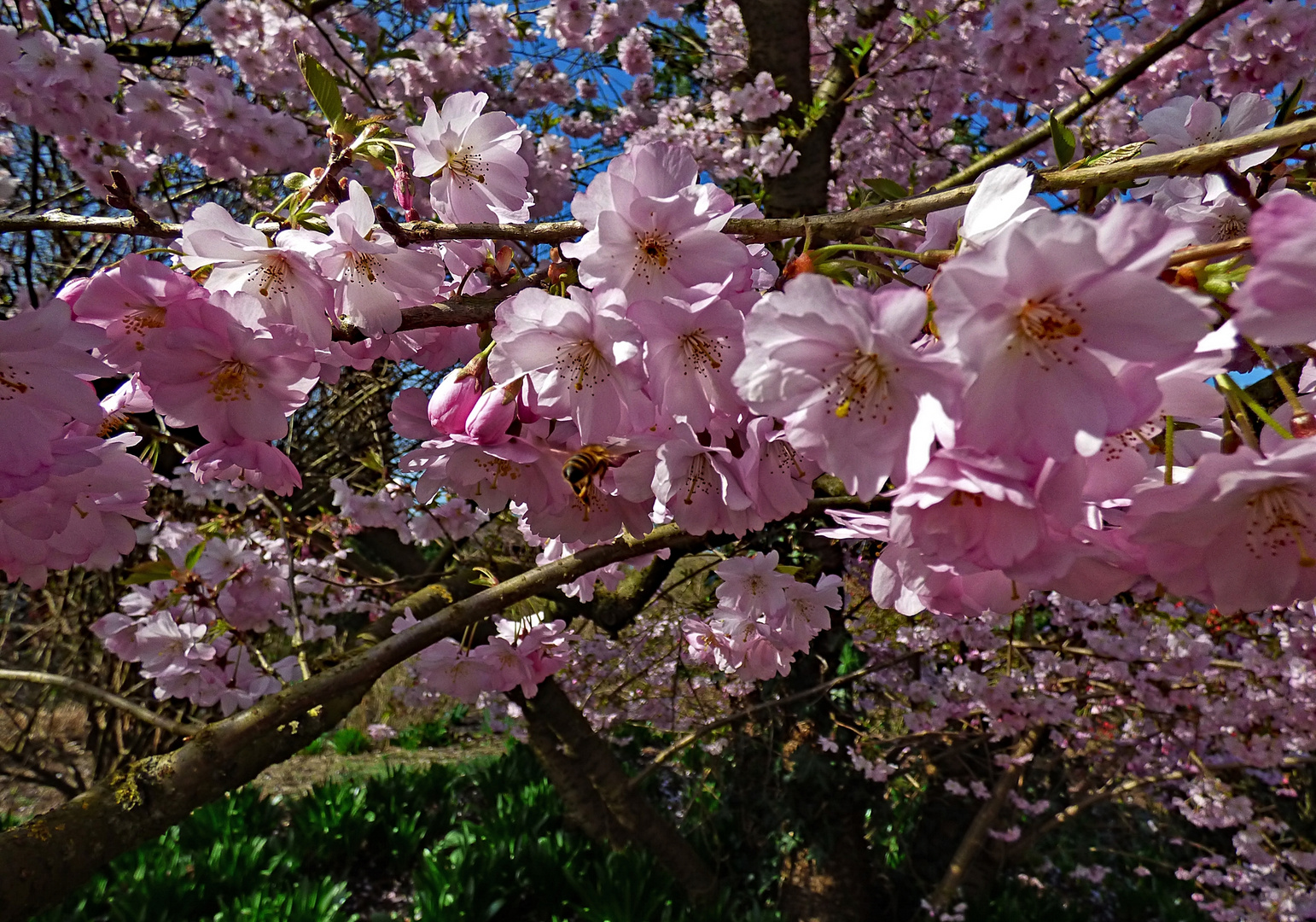 Frühling :-)))