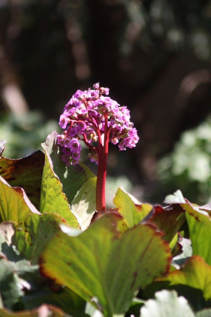 Frühling