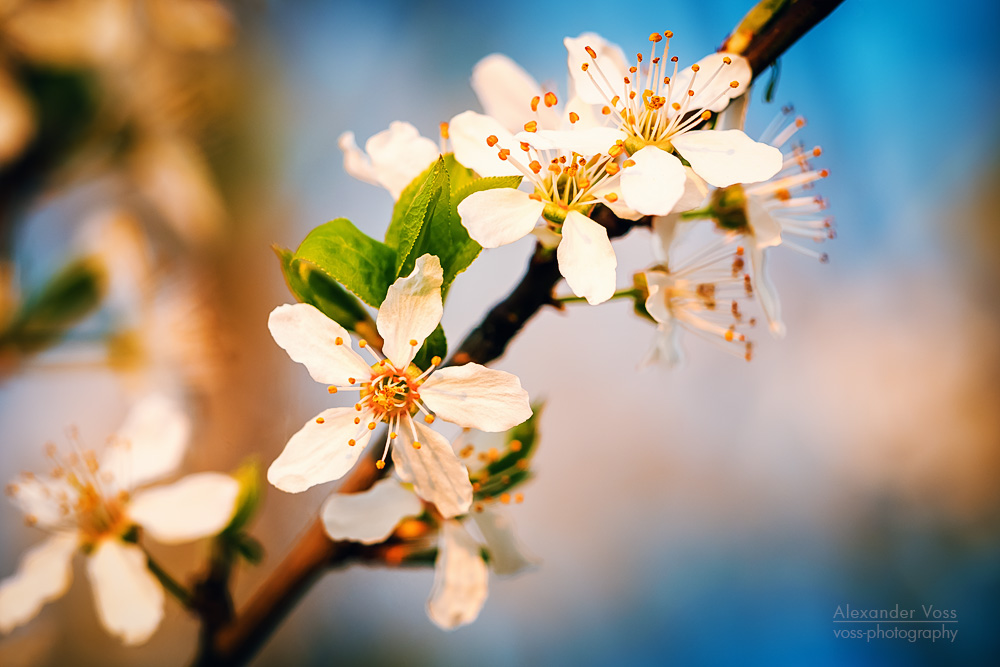 Frühling