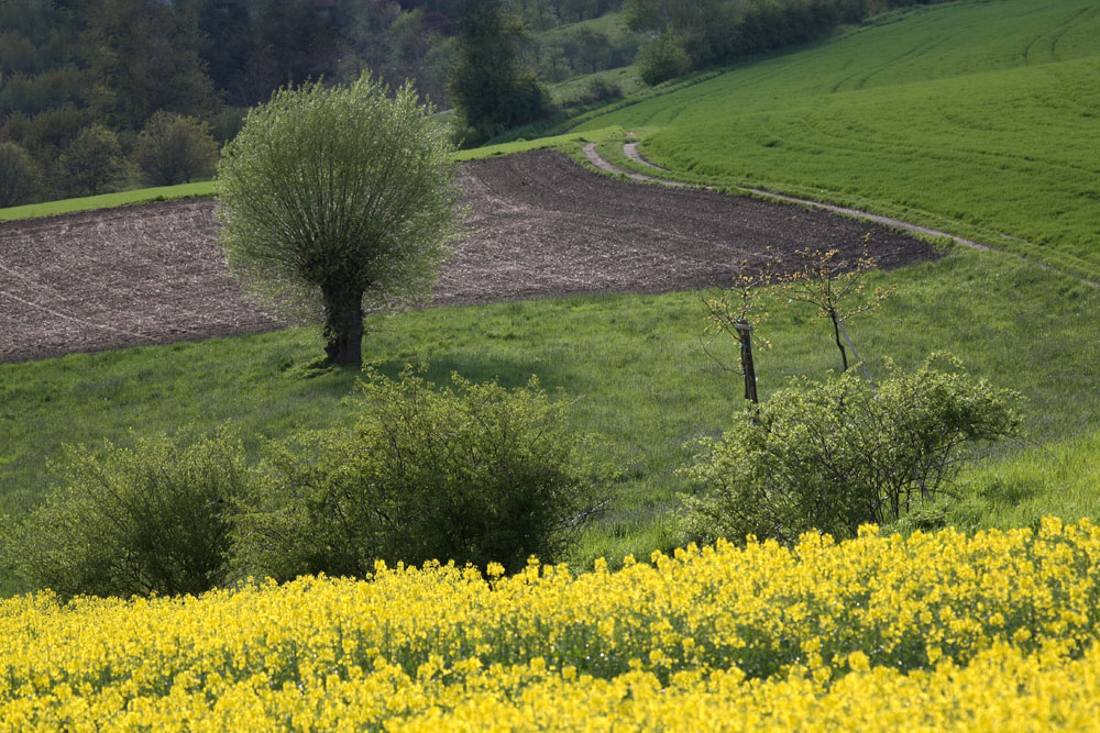 Frühling