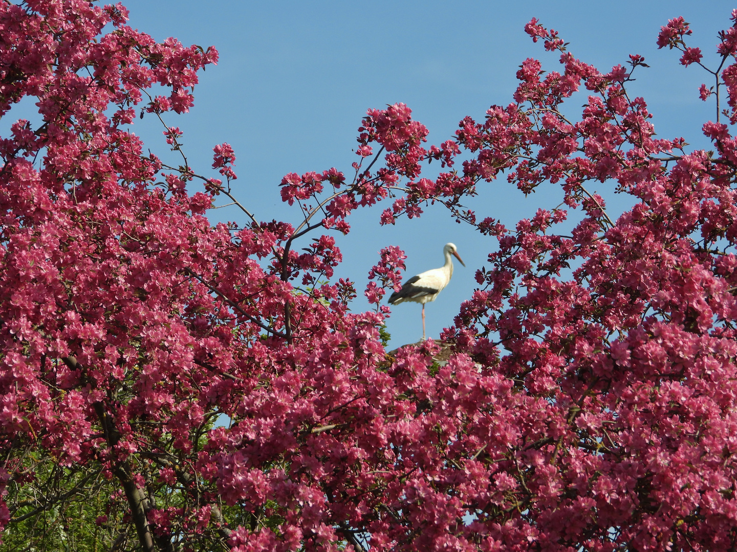 Frühling 24.042021_01