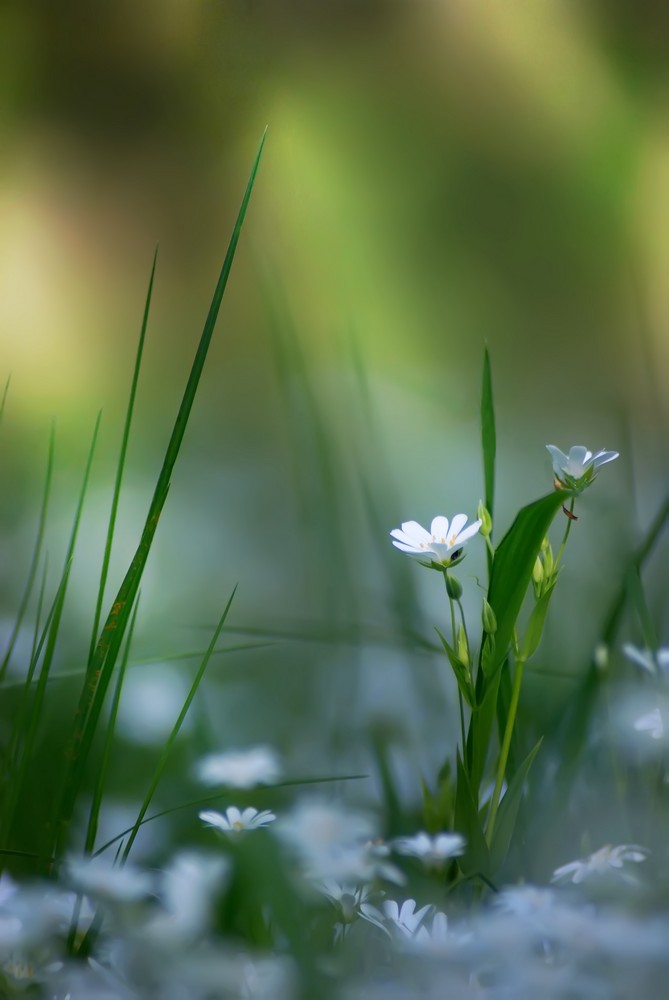 Frühling von Thomas Oser 