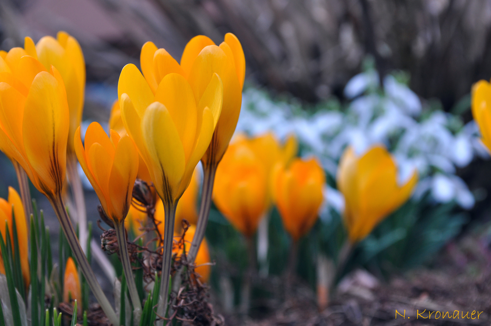 Frühling!