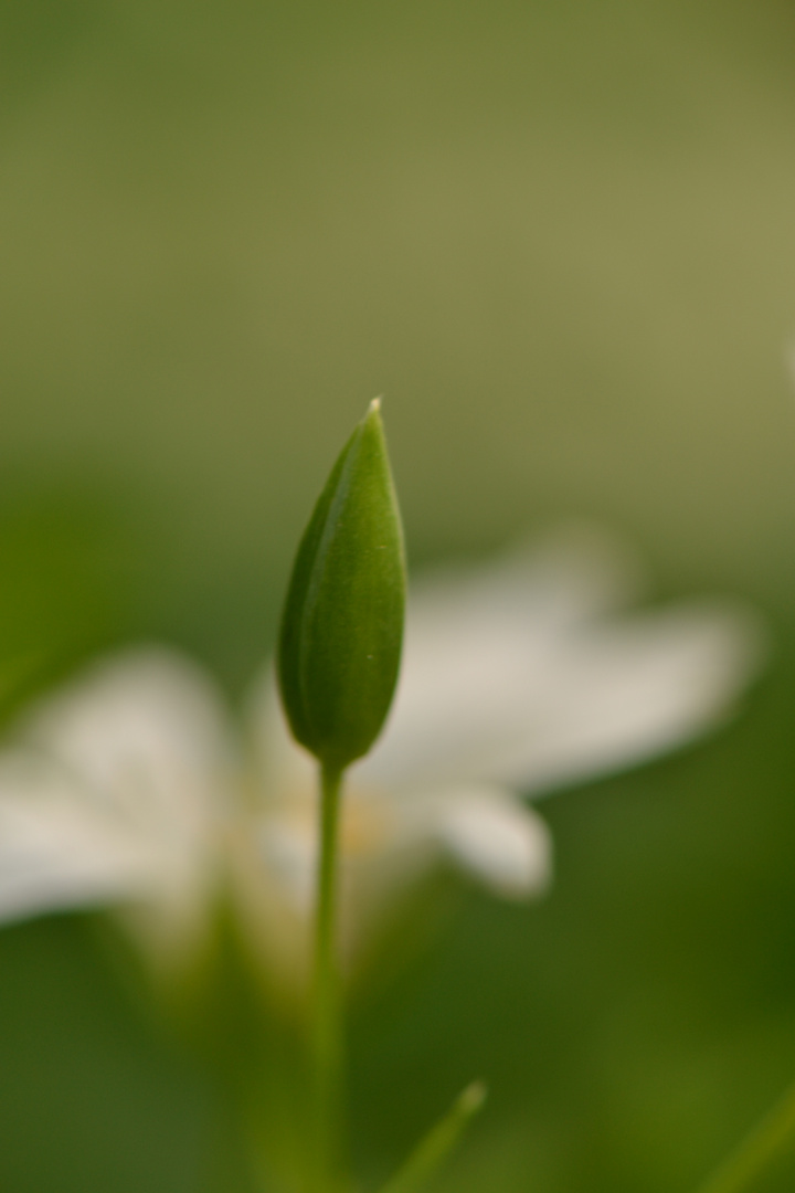 Frühling