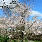 Frühling