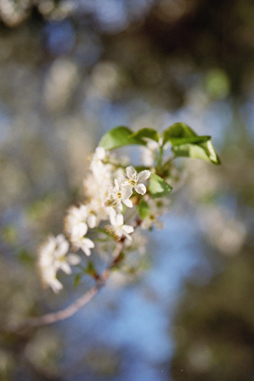 frühling