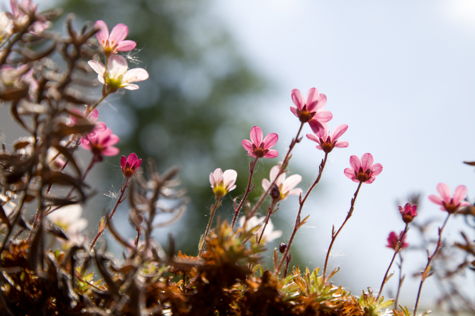 Frühling...