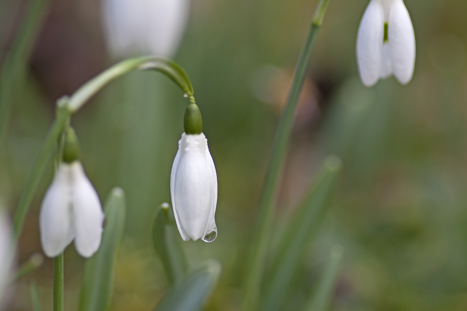 Frühling