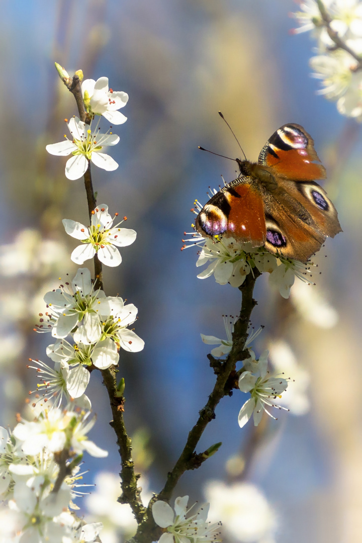 Frühling