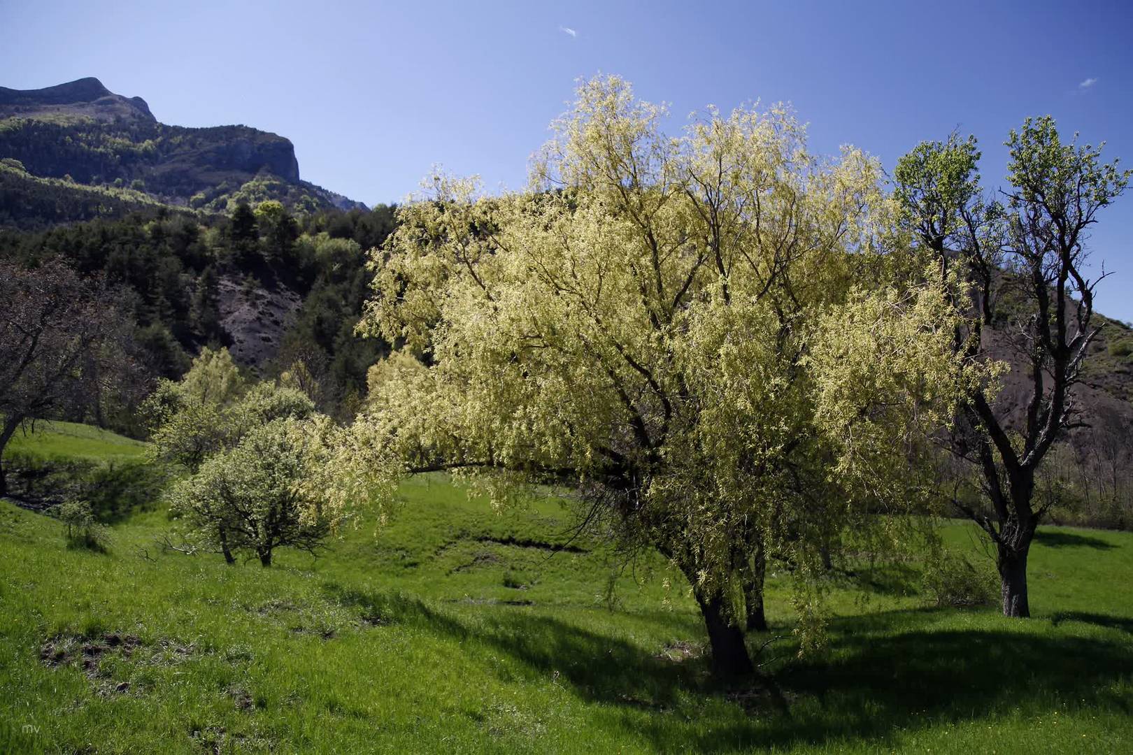 Frühling