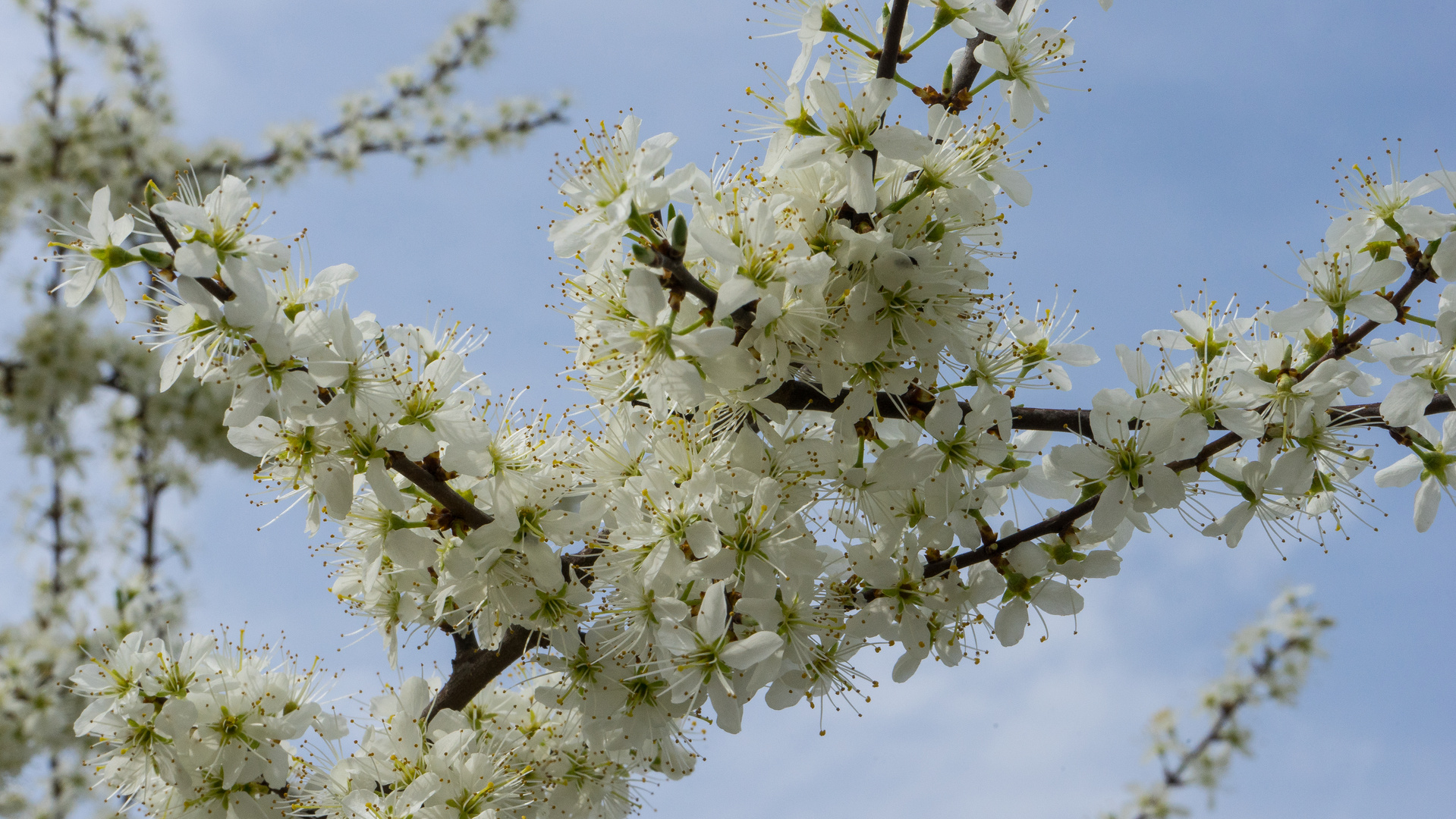 Frühling