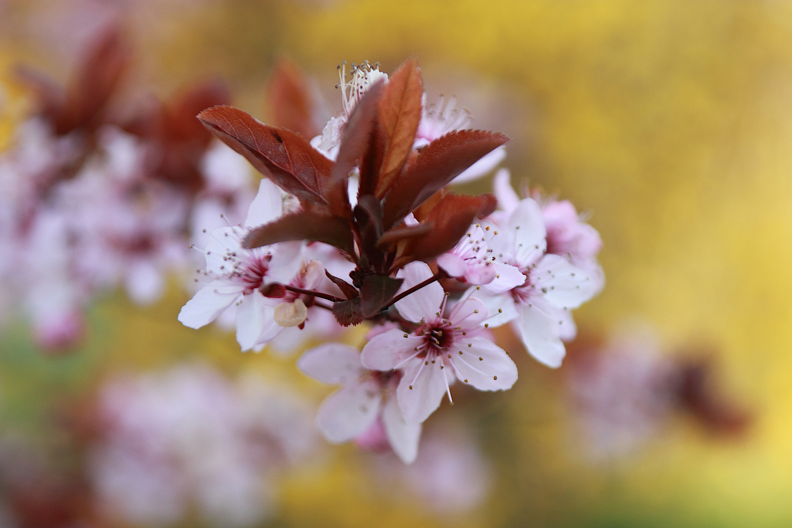 Frühling