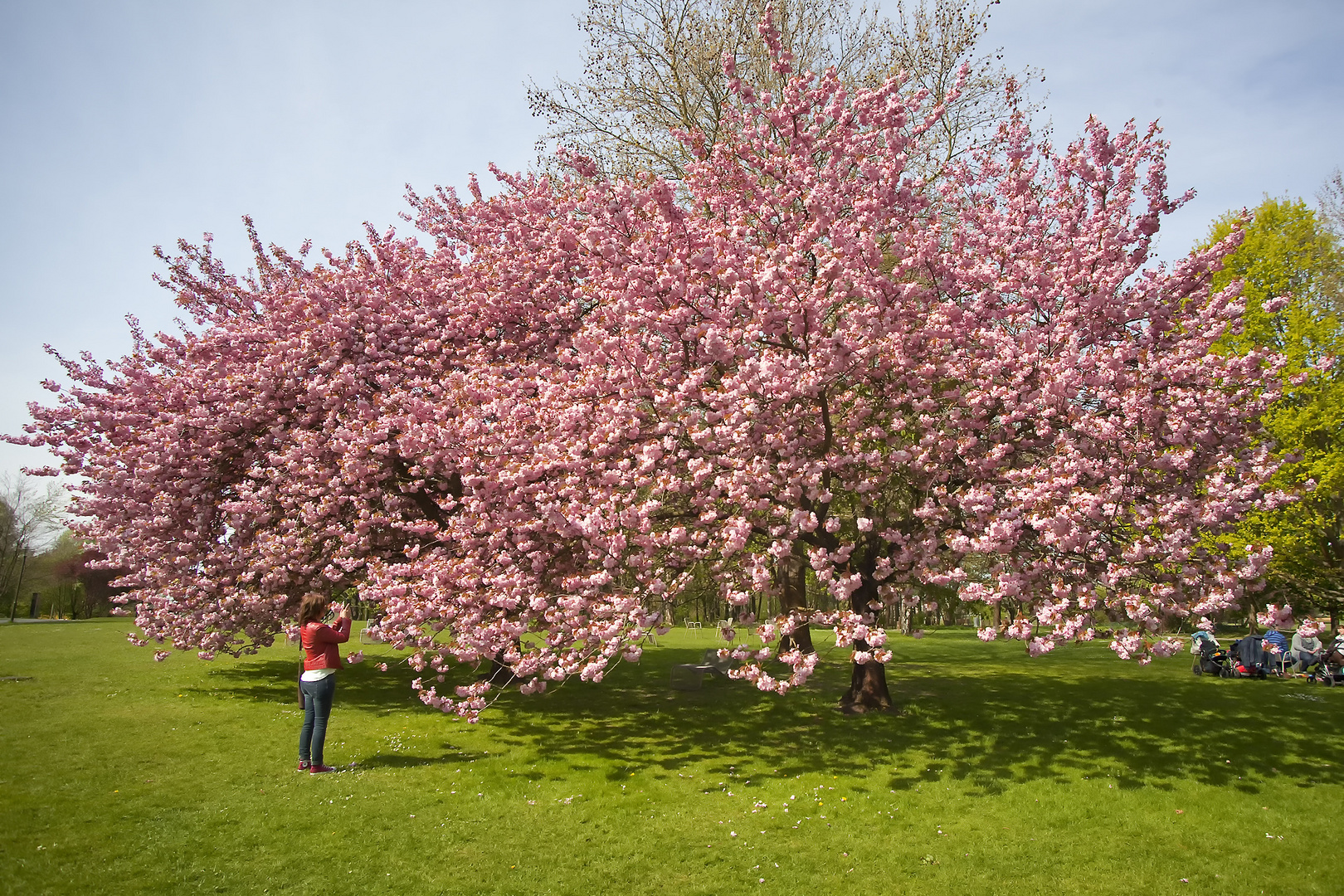 Fruehling