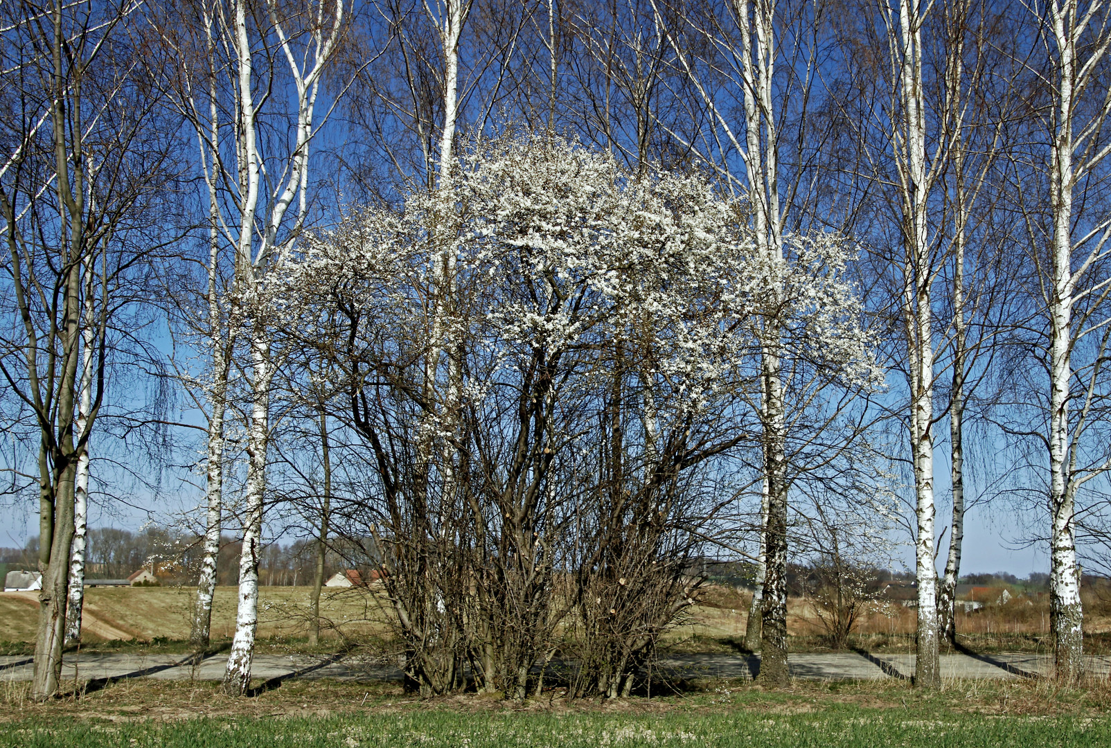 Frühling