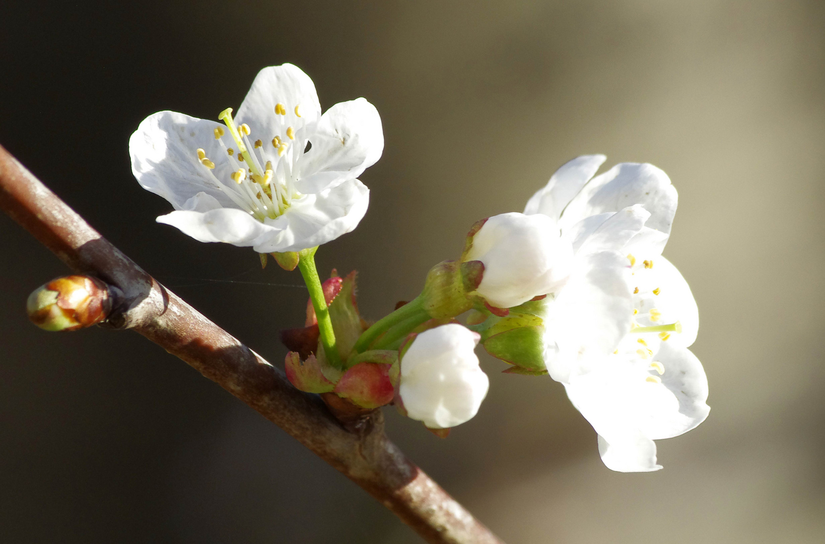 ...Frühling