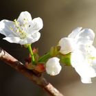 ...Frühling