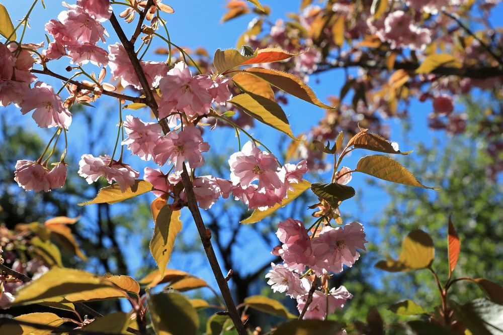 ...Frühling...