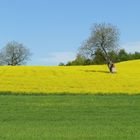 FRÜHLING