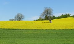 FRÜHLING