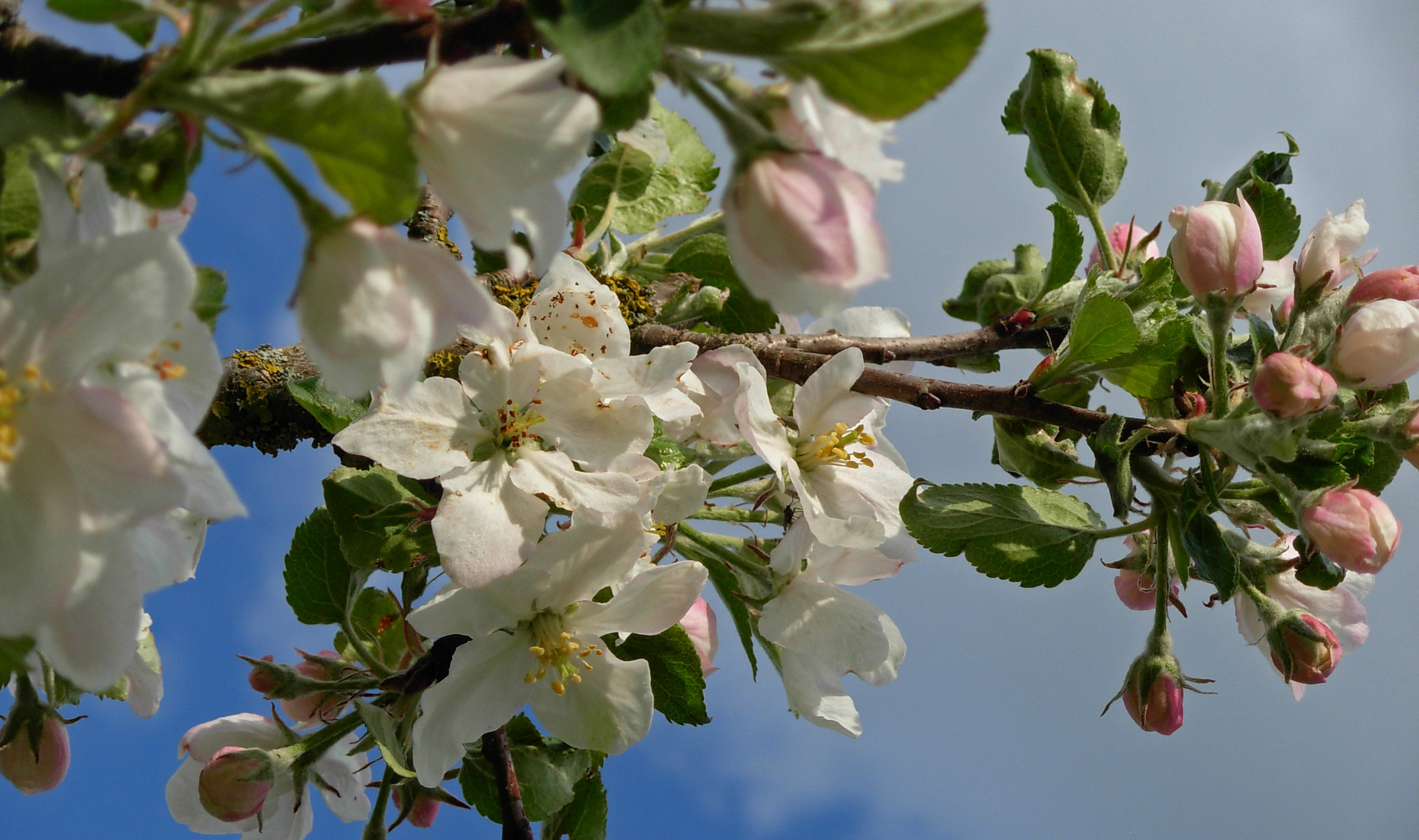 Frühling