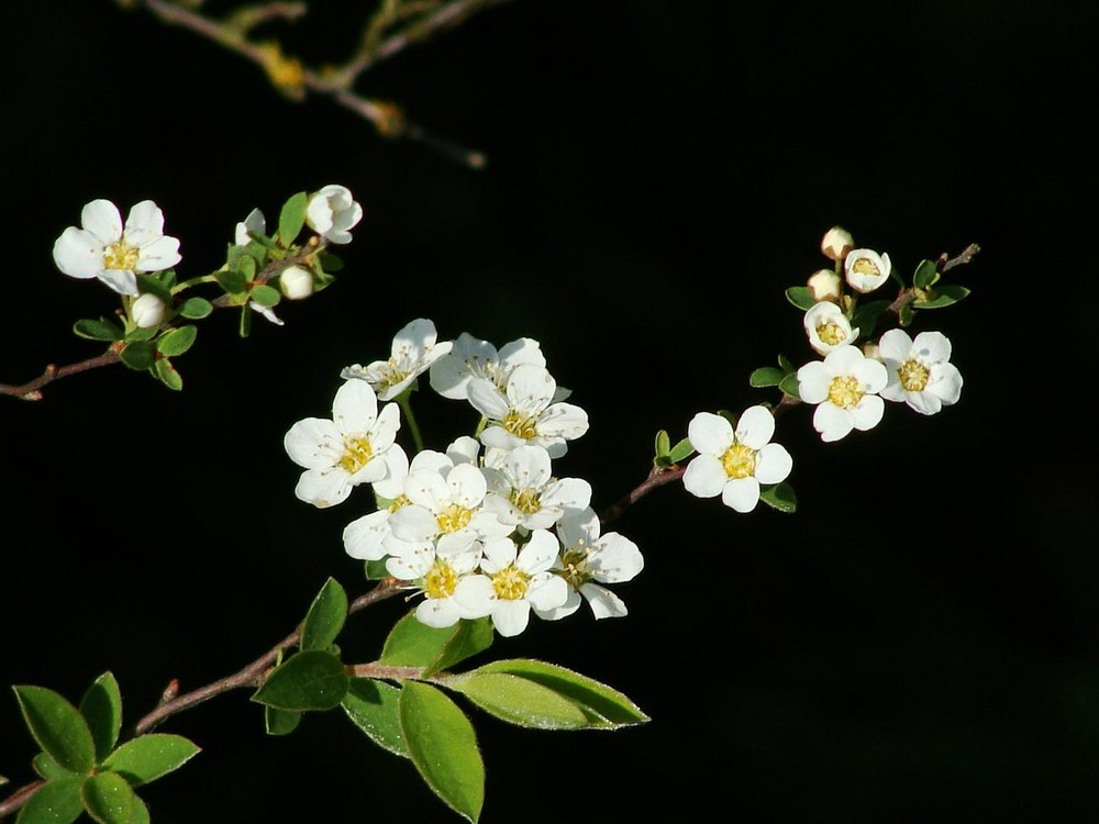 Frühling:)