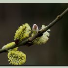 Frühling