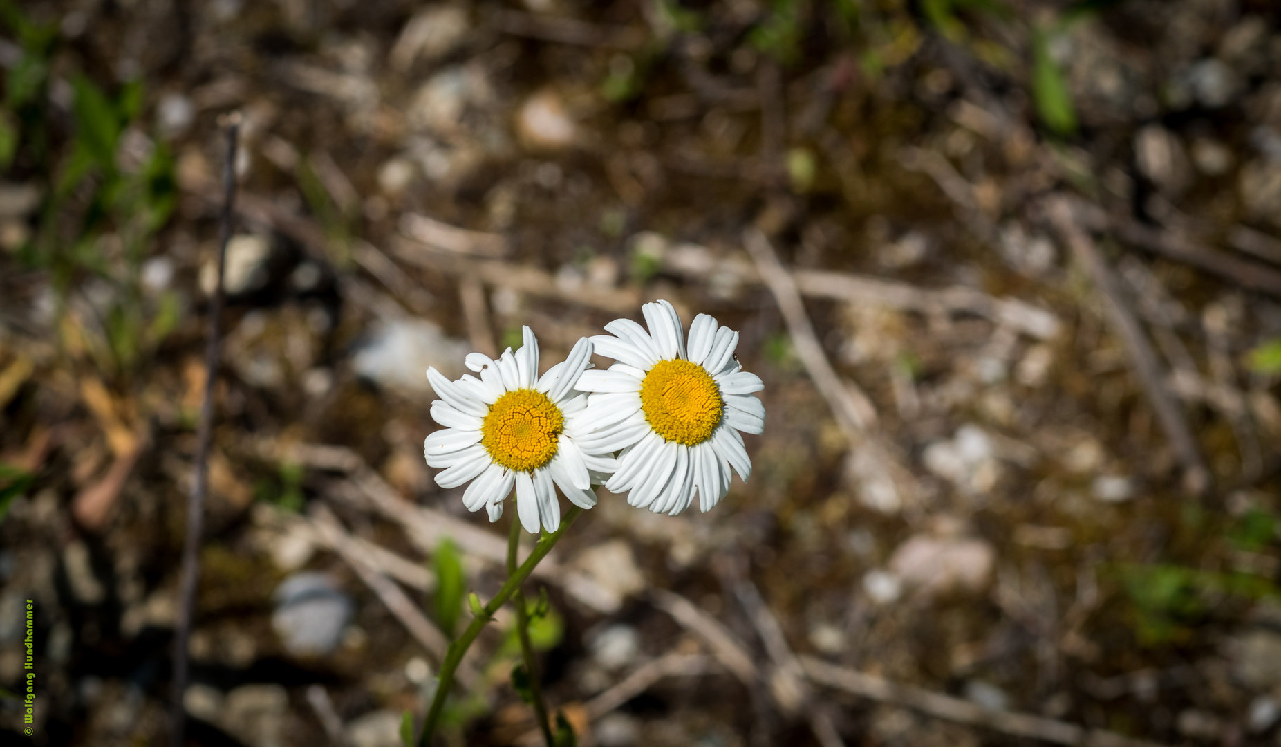 Frühling...