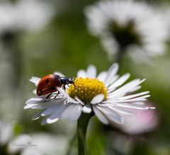 Frühling