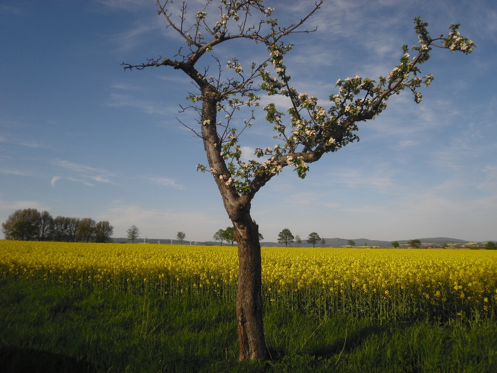 Frühling