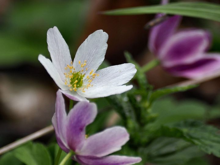 Frühling...