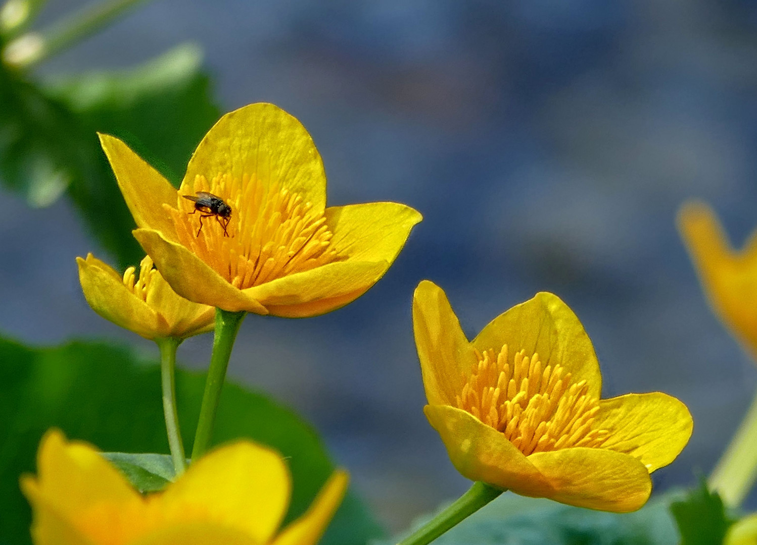 Frühling