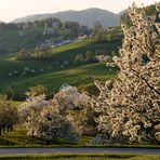 Frühling