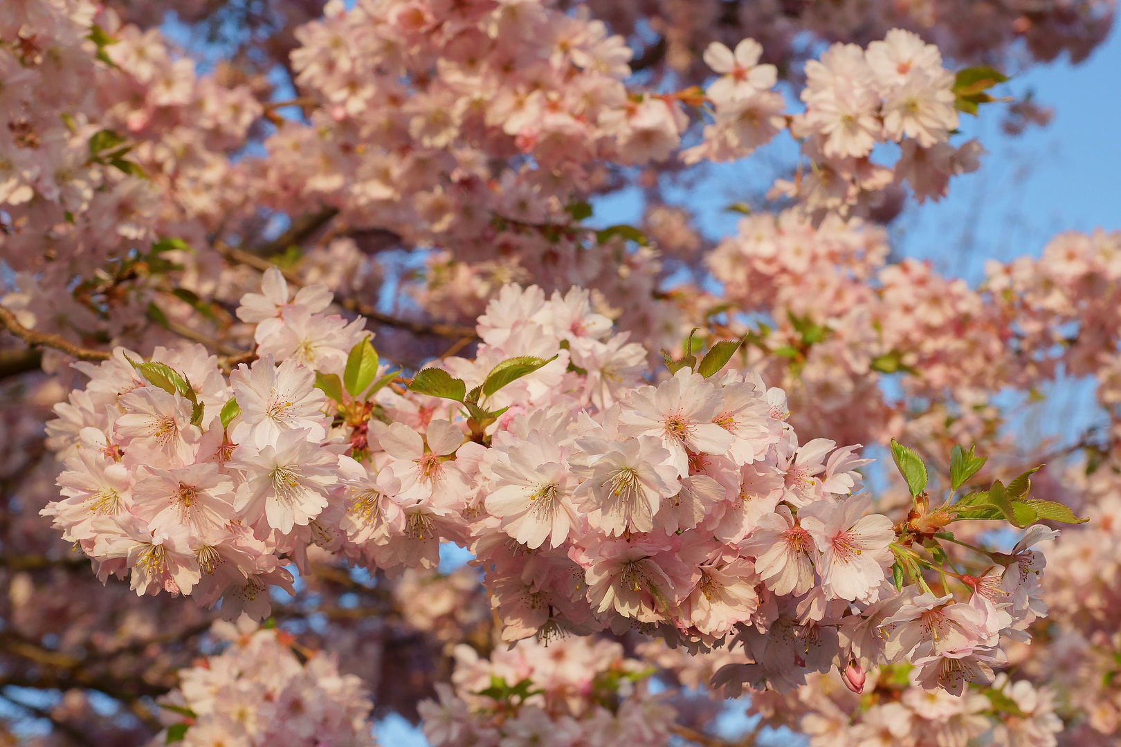 Frühling