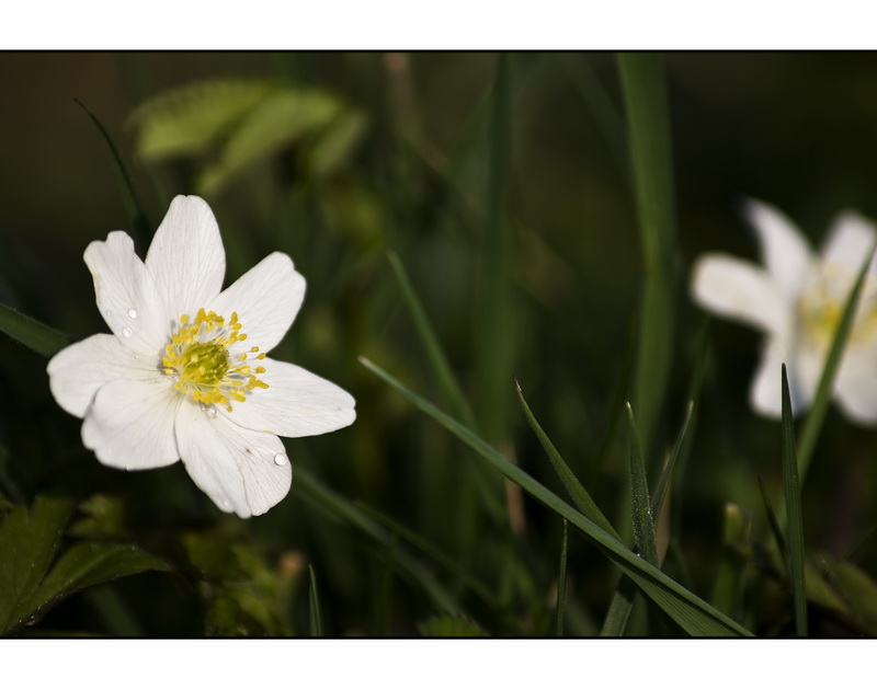 Frühling...