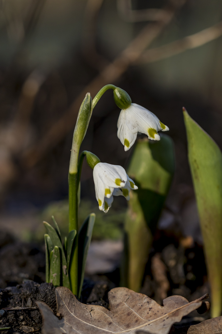 Frühling