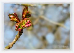 FRÜHLING