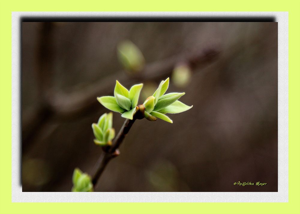 Frühling