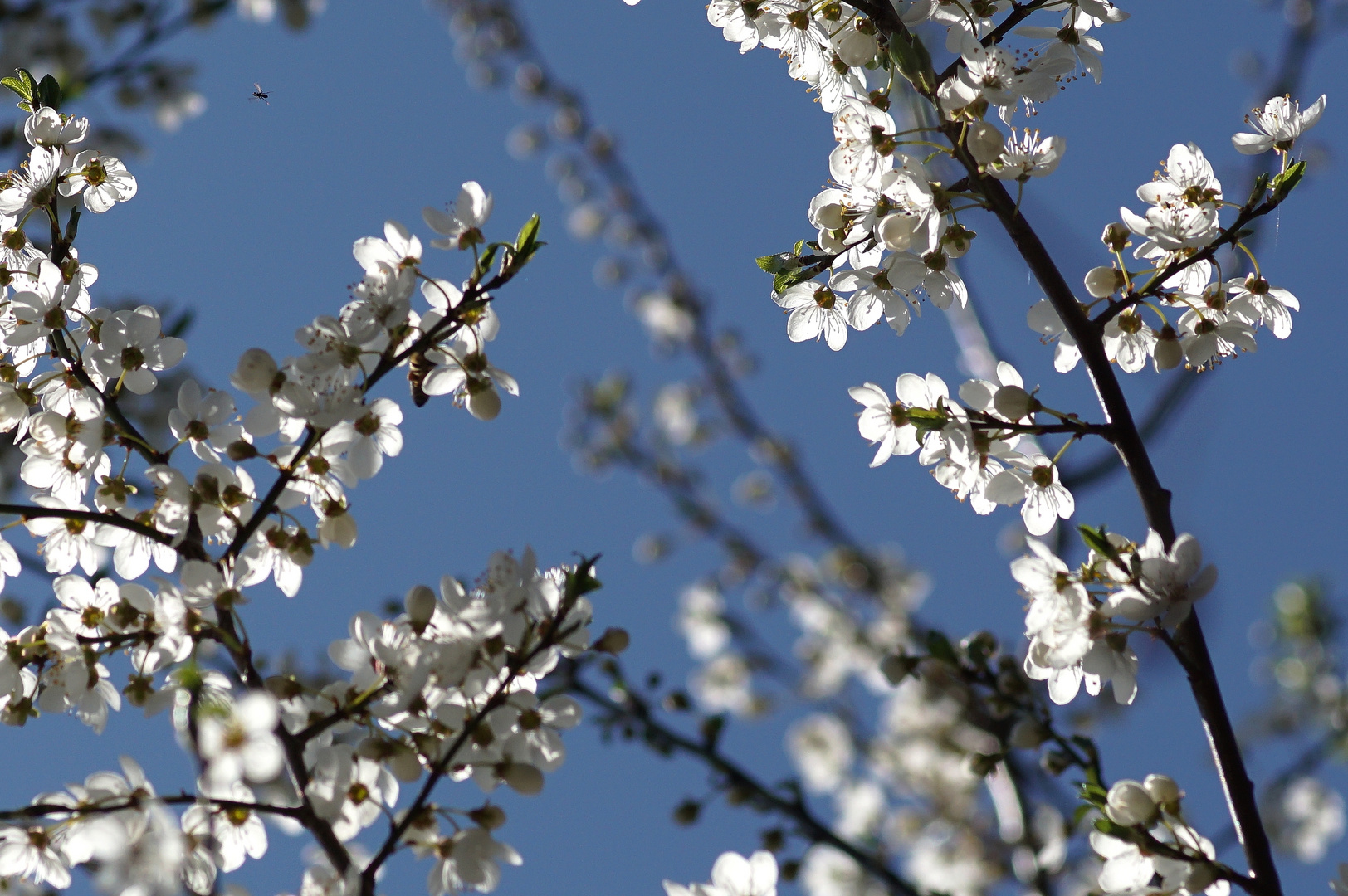 Frühling