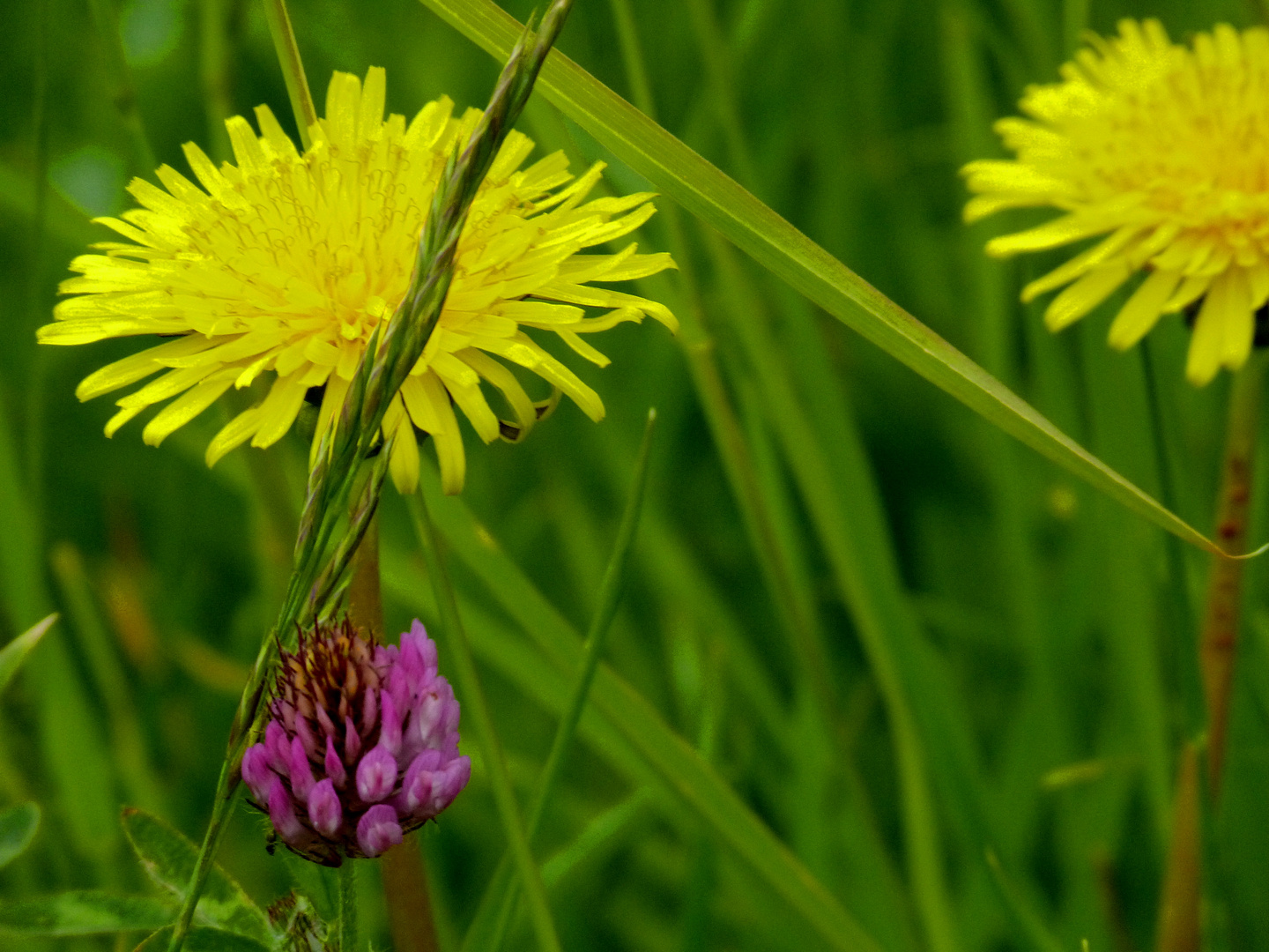 Frühling