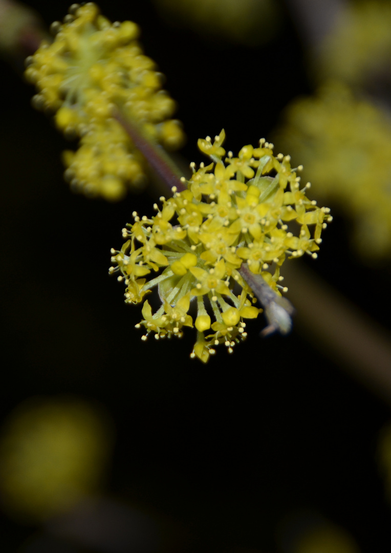 ...Frühling